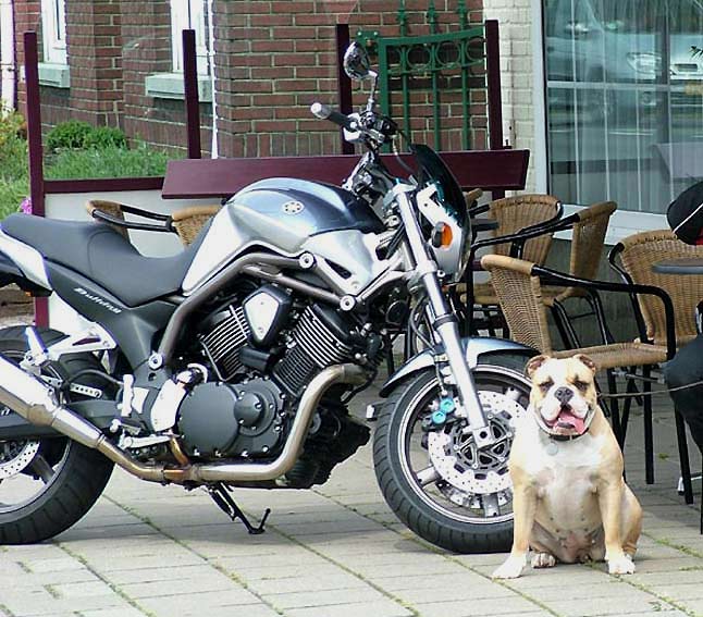 08bulldog-blue-jean